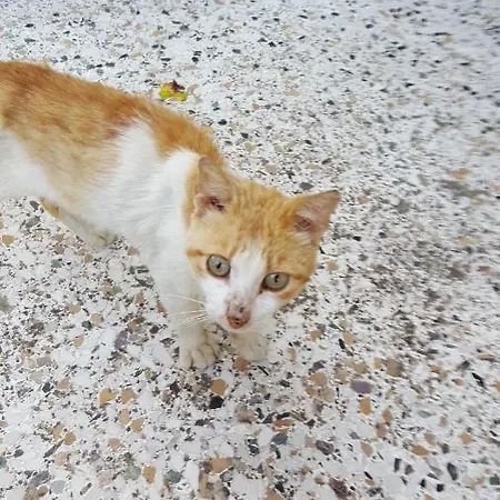 בית נופש Kokoni @ Kefalonia