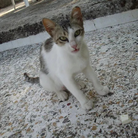 Kokoni @ Kefalonia * ליקסורי